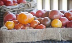 Farm fresh tomatoes